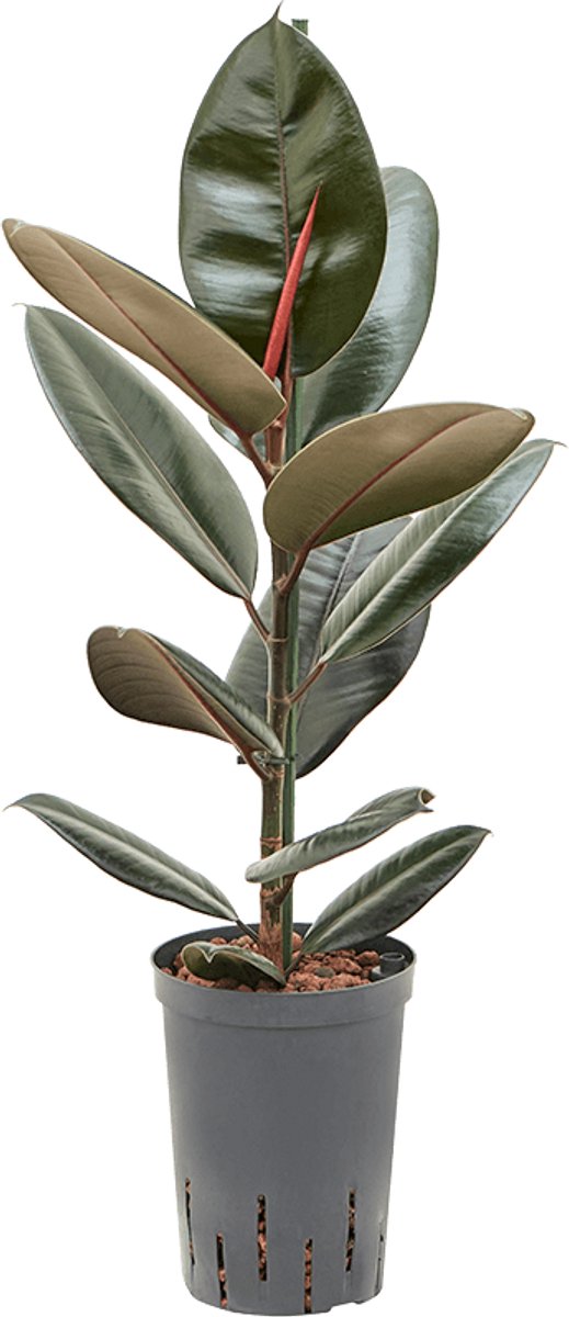 Hydroplant Ficus Elastica Abidjan