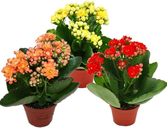 Mini plantjes set - Kalanchoe bloemen - Huis verfraaien - Drie verschillende soorten - 5.5 cm pot - Set van 3