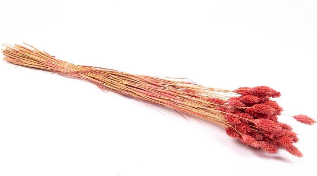 Gedroogd Kanariegras - Gedroogde Bundel - Decoratie Huis - Met Pluimen - 75 cm - Oudroze