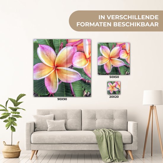 ® Glasschilderij 50x50 cm - Schilderij acrylglas - Kleurrijke Plumeria bloemen in Singapore - Foto op glas - Muurdecoratie woonkamer - Wanddecoratie slaapkamer - Schilderijen