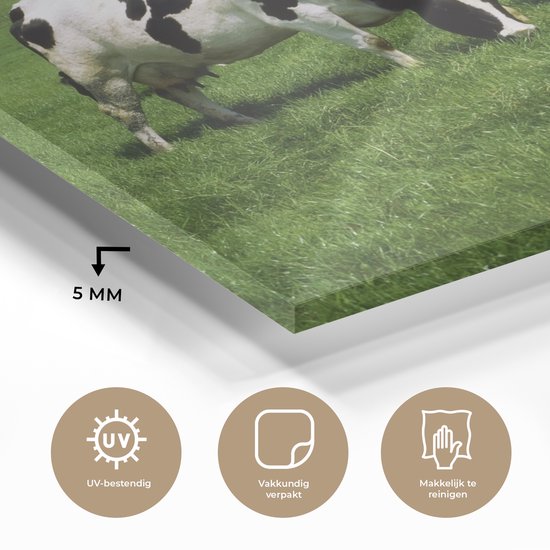 Deux vaches frisonnes dans l'herbe verte Plexiglas 80x60 cm - Tirage photo sur verre (décoration murale plexiglas)