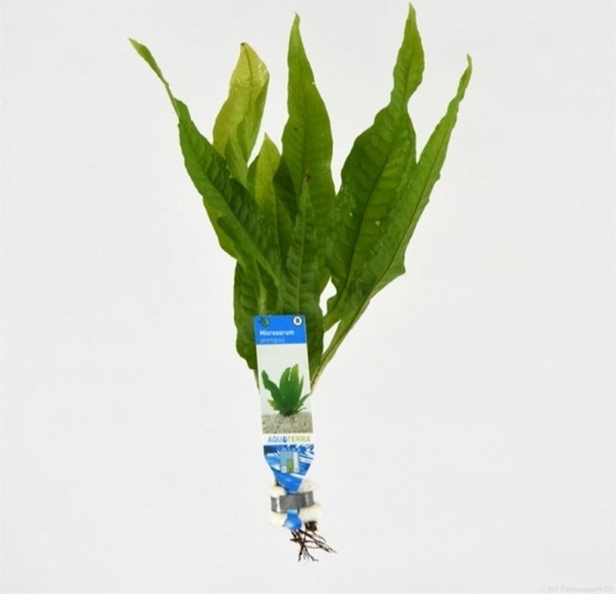 Moerings Microsorum Pteropus | Javavaren | in bos met loodje Waterplant