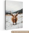 Highlander écossais, Neige