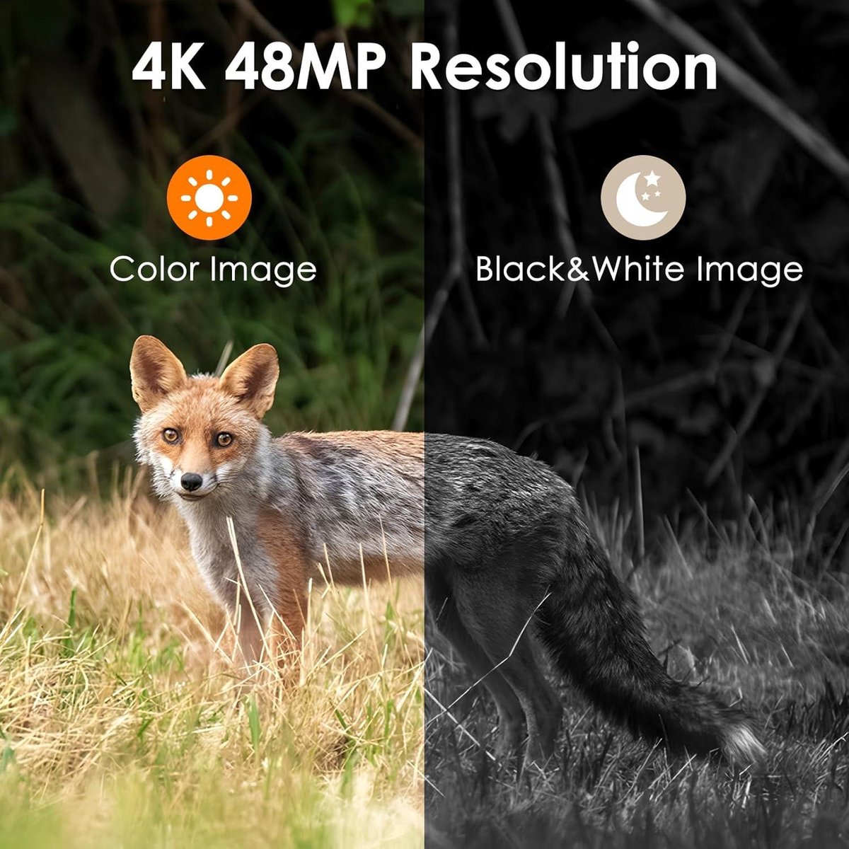 Wildcamera