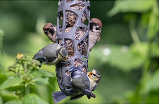 Verschillende jonge vogels, koolmezen en mussen, etend van een grijze, opengewerkte vogelvoederhouder.
