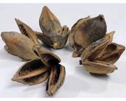 CeramicNature Sororoca flower natuurlijke decoratie 10-15 cm 10-15 cm