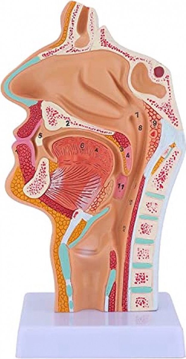 Biostar H510Mhp 2.0 Moederbord Intel H510 Lga 1200 (Socket H5) Micro Atx - afbeelding 6