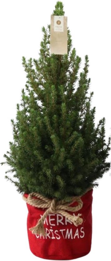 Trendyplants - Kerstboom in rode Xmas zak - Picea glauca Conica - Winterhard - Hoogte 60-80 cm - Potmaat Ø19cm