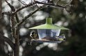 Koolmees en pimpelmees op een groen vogelvoederhuisje in een boom.