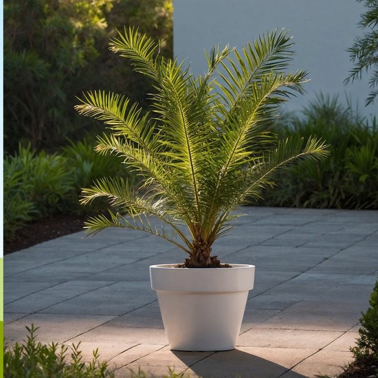 Kleine dadelpalm in een witte pot op een betegeld terras.
