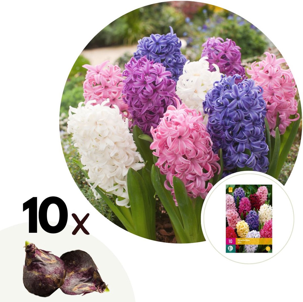 Plant in a Box - Hyacinthus Mix x10 - Hyacint - Winterharde bloembollen voor tuin, terras of balkon
