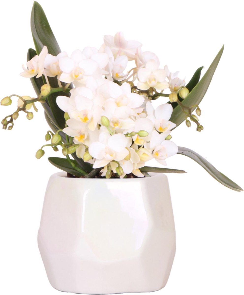 Kolibri Orchids | Witte orchidee 'Nazaré' + Pearl sierpot Travertine - potmaat Ø9cm | bloeiende kamerplant - vers van de kweker