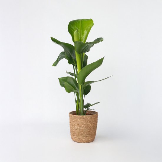 Strelitzia Nicolai - Paradijsvogelplant 21cm 80cm - Verse Kamerplant, Direct van de