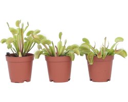 Plant in a Box - Dionaea Muscipula - Vleesetende plant - Set van 3 - Venus Vliegenvanger - Kamerplant - Pot 5,5cm - Hoogte 5-10cm