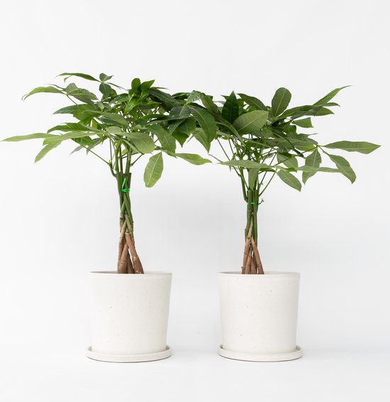 Pachira aquatica collectie van Bol.