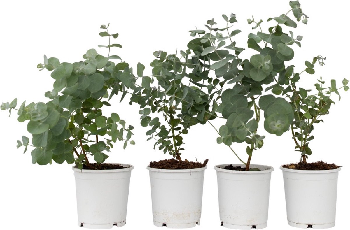 Plant in a Box - Eucalyptus Pulverulenta 'Baby Blue' - Set van 4 - Pot 13cm - Hoogte 25-40cm