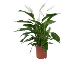 Spathiphyllum Lima - Lepelplant - Bloeiende kamerplant - Luchtzuiverend - Pot 17cm - Hoogte 60-75cm
