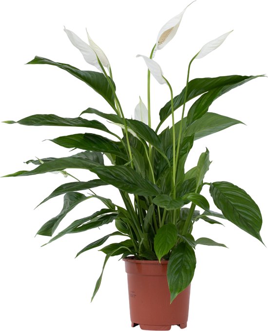 Plant in a Box - Spathiphyllum Lima