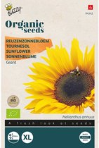 Buzzy® Organic Zonnebloem Giganteus (BIO) - Reusachtige zonnebloemen voor een indrukwekkende tuin