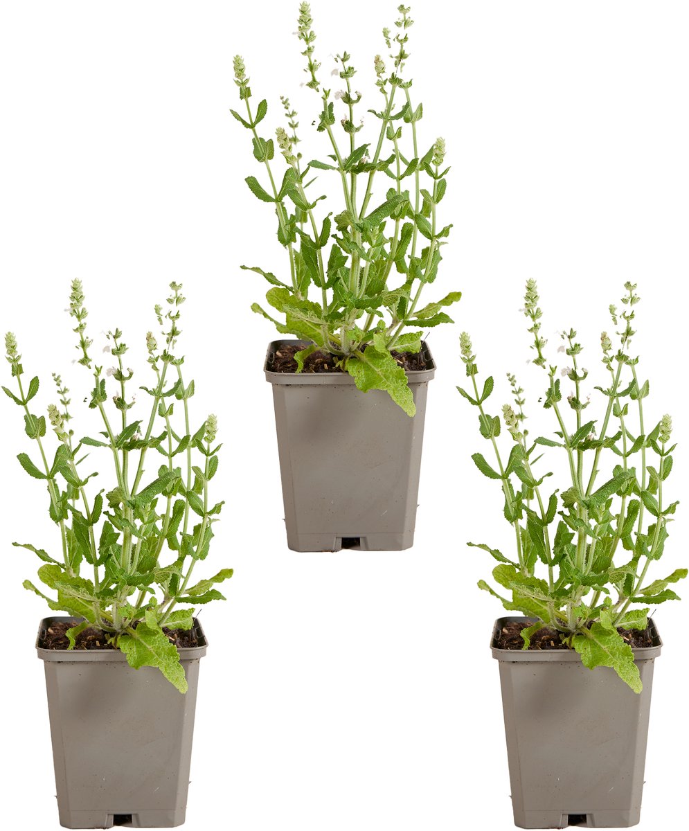 Bloomique - Set van 3 - Salvia Sensation White - Salie - Wit bloeiend - Winterhard - Vaste Plant - Bijvriendelijk - 10-20cm Hoog - Pot 9cm