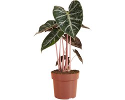 Bloomique - Alocasia Pink Dragon - Olifantsoor - Kamerplanten - Luchtzuiverend - 50-70 cm hoog - Pot 17 cm