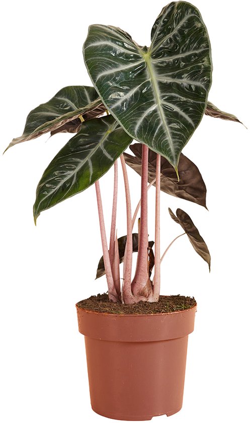 Bloomique - Alocasia Pink Dragon - Olifantsoor - Kamerplanten - Luchtzuiverend - 50-70 cm hoog - Pot 17 cm