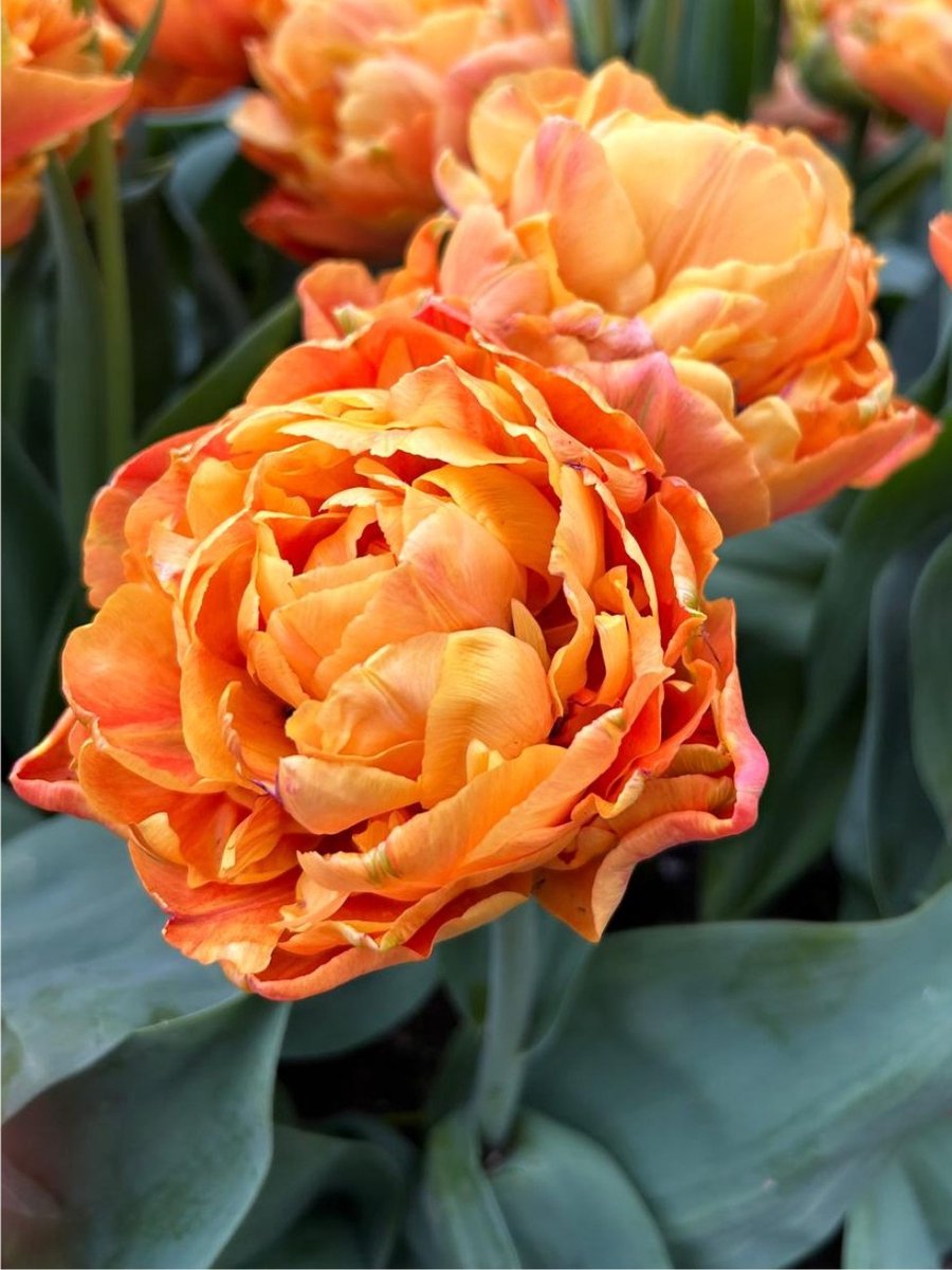 12x Tulpen 'Valdivia' - BULBi® Bloembollen met bloeigarantie