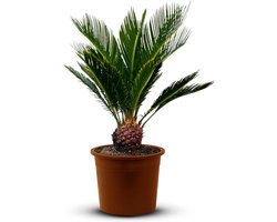 Grote Cycas Revoluta Palmvaren (Sago Palm) - Groenblijvende Tropische Kamerplant - 100 cm