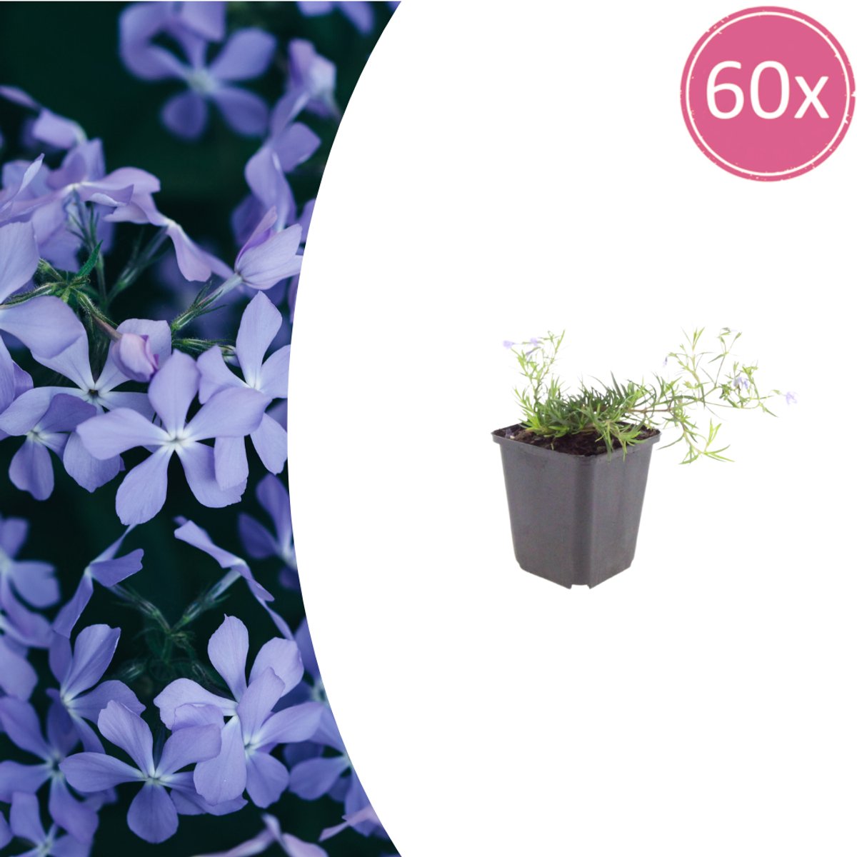 Tuinplantenshop.com | Phlox (S) 'Emerald Cushion Blue' | 60 stuks - Ø9cm - 10-25cm hoog - Tuinplant