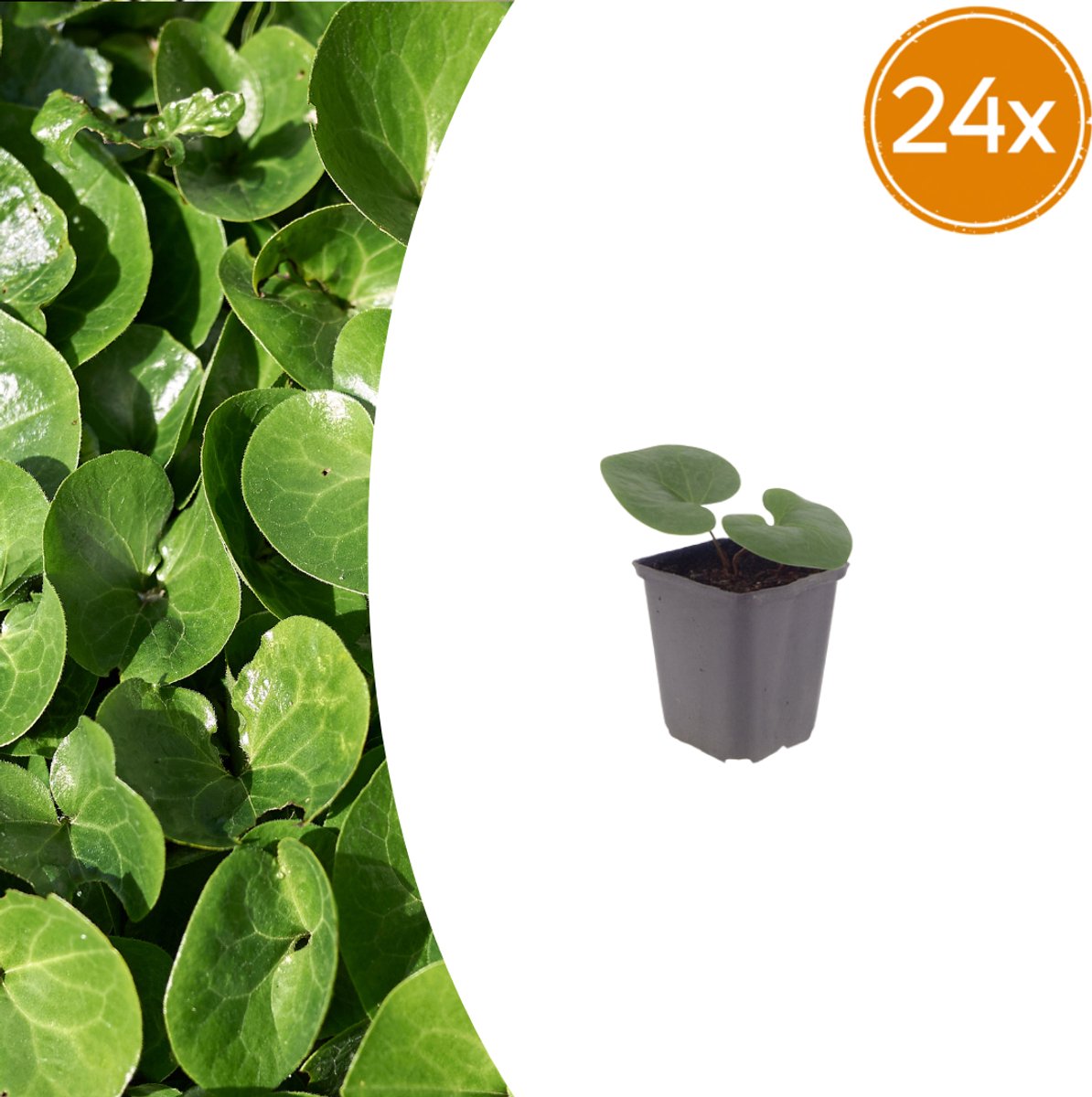 Tuinplantenshop.com | Asarum europaeum | 24 stuks - Ø9cm - 10-25cm hoog - Tuinplant