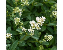 Haagplanten - Ligustrum ovalifolium - blad groen - 8 planten - 1 strekkende meter - groenblijvend - pot 9cm hoogte 35-40cm