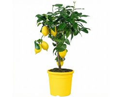 JUNAVERA Citrus limon (citroenboom) | 65 cm hoog | In 20 cm pot | Mediterrane kuipplant voor terras en balkon