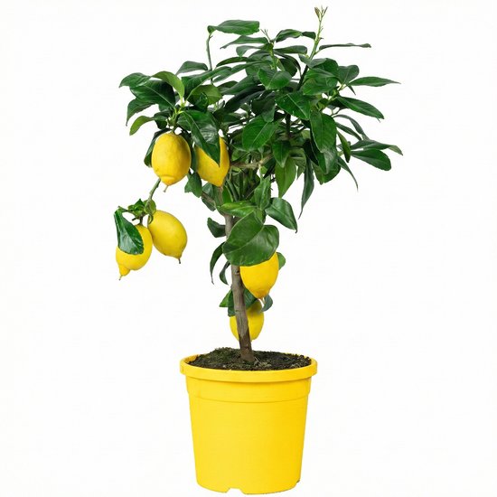Citroenboom met groene bladeren en zes gele citroenen in een gele pot.