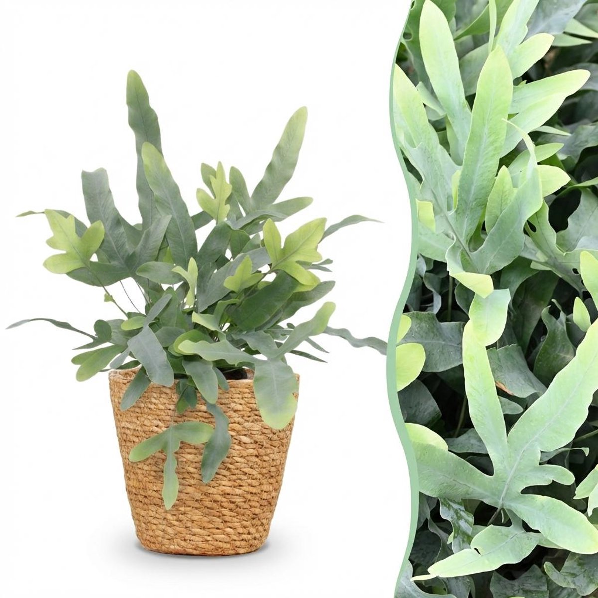 Plantenboetiek.nl | Phlebodium aureum Blue Star - Blauwe Varen - Huisdiervriendelijke Plant - Blauw - met Mand - Ø12cm - 25cm hoog - Kamerplant - Arrangement - Plant met pot