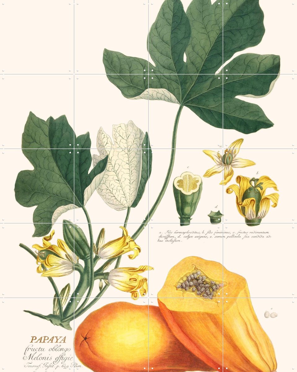 IXXI Papaya, Aster Edition - 80 x 100 cm - Gratis ophangtool - Grote wanddecoratie en posters - Illustraties, Vintage, Naturalisme, Woonkamer