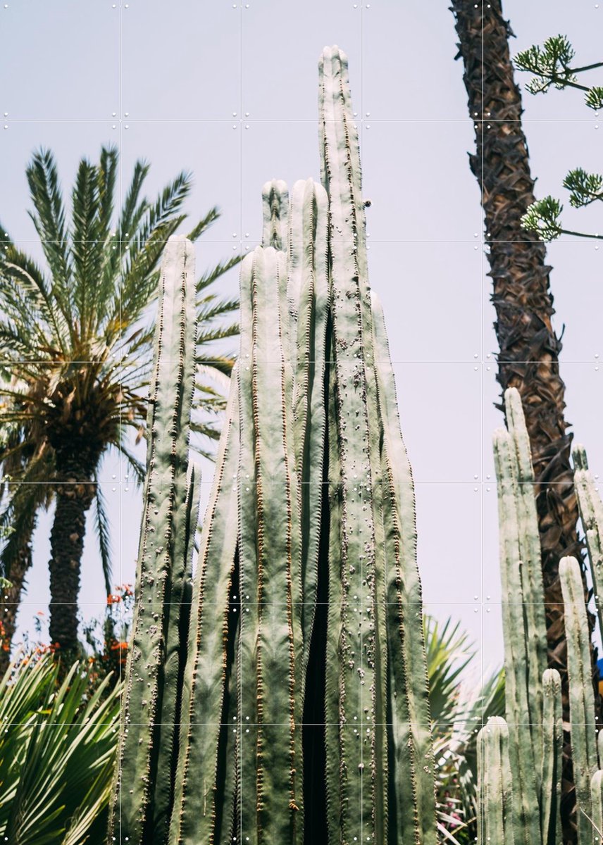 IXXI Palmeraie Cactus, Pati Photography - 100 x 140 cm - Gratis ophangtool - Grote wanddecoratie en posters - Fotografie, Woonkamer, Eetkamer