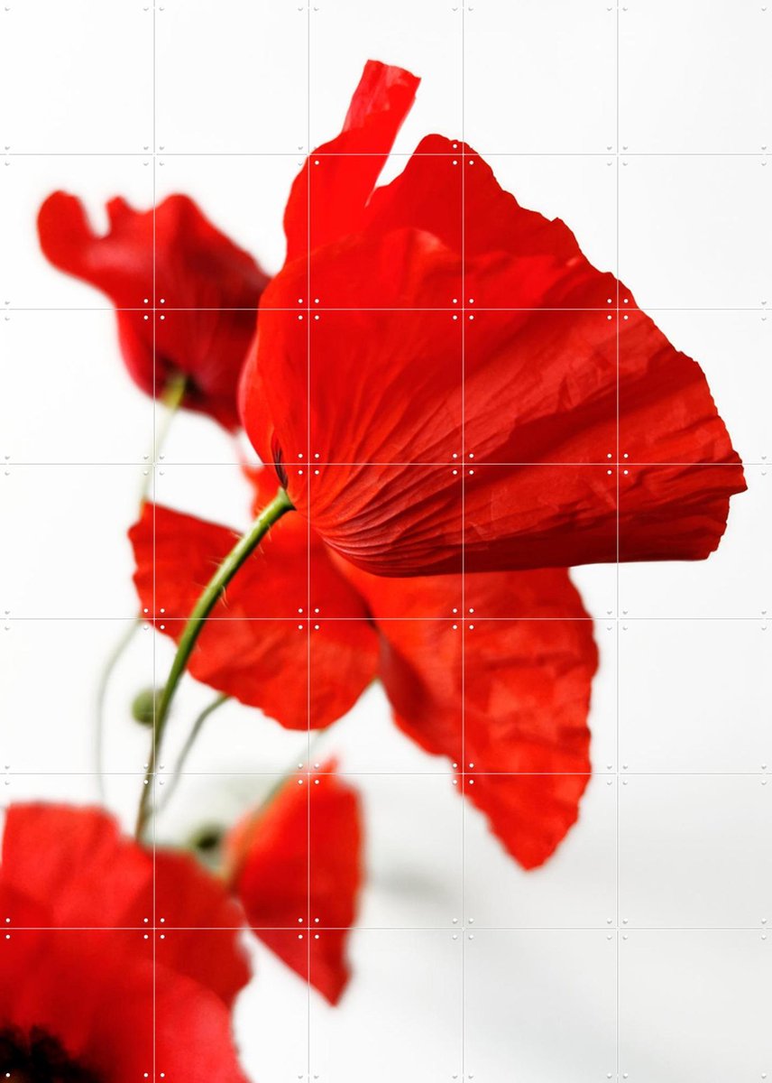 IXXI Poppies, Angelo Cerantola - 100 x 140 cm - Gratis ophangtool - Grote wanddecoratie en posters - Fotografie, Kleurrijk, Slaapkamer, Woonkamer