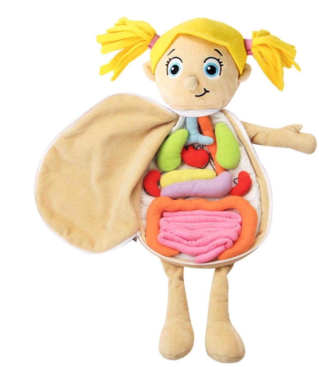 Anatomie Pluche Pop - Orgaan Model - Educatief Leren - Inclusief 9 Organen - 49x33x6 cm