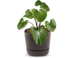 Zelfwaterende Plantenbak - Bloempot Binnen - Planten Verzorgen - Automatische Watergift - 20cm Vierkant - Bruin