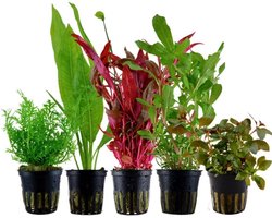 5x Achtergrond Aquariumplanten Set - Levendige Waterplanten voor Elk Aquarium