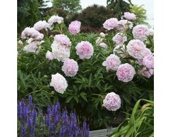 4 x Pioenroos Roze - Paeonia lactiflora 'Sarah Bernhardt' in C1(liter) pot met hoogte 0-30cm