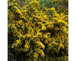 4 x Ulex europaeus - Gaspeldoorn in C1.5(liter) pot met hoogte 30-40cm