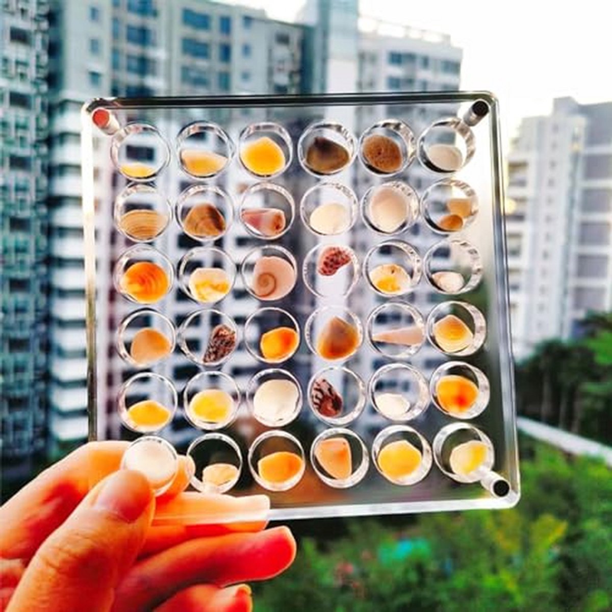 Magnetische Zee Schelp Displaybox - Acryl Organizer Vitrine voor Schelpen en Sieraden (Rond, 36 Roosters)