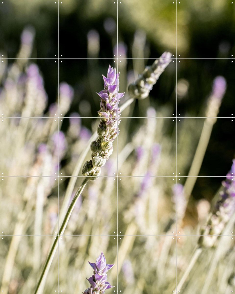 IXXI Lavender Fields, Henrike Schenk - 80 x 100 cm - Gratis ophangtool - Grote wanddecoratie en posters - Fotografie, Naturalisme, Eetkamer
