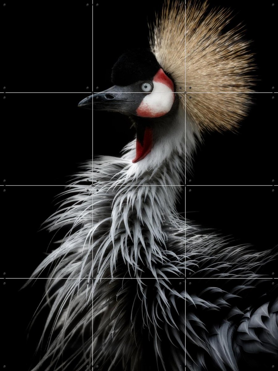 IXXI Crowned Crane's Portrait, Elji Itoyama & Various - 60 x 80 cm - Gratis ophangtool - Grote wanddecoratie en posters - Fotografie, Portretten