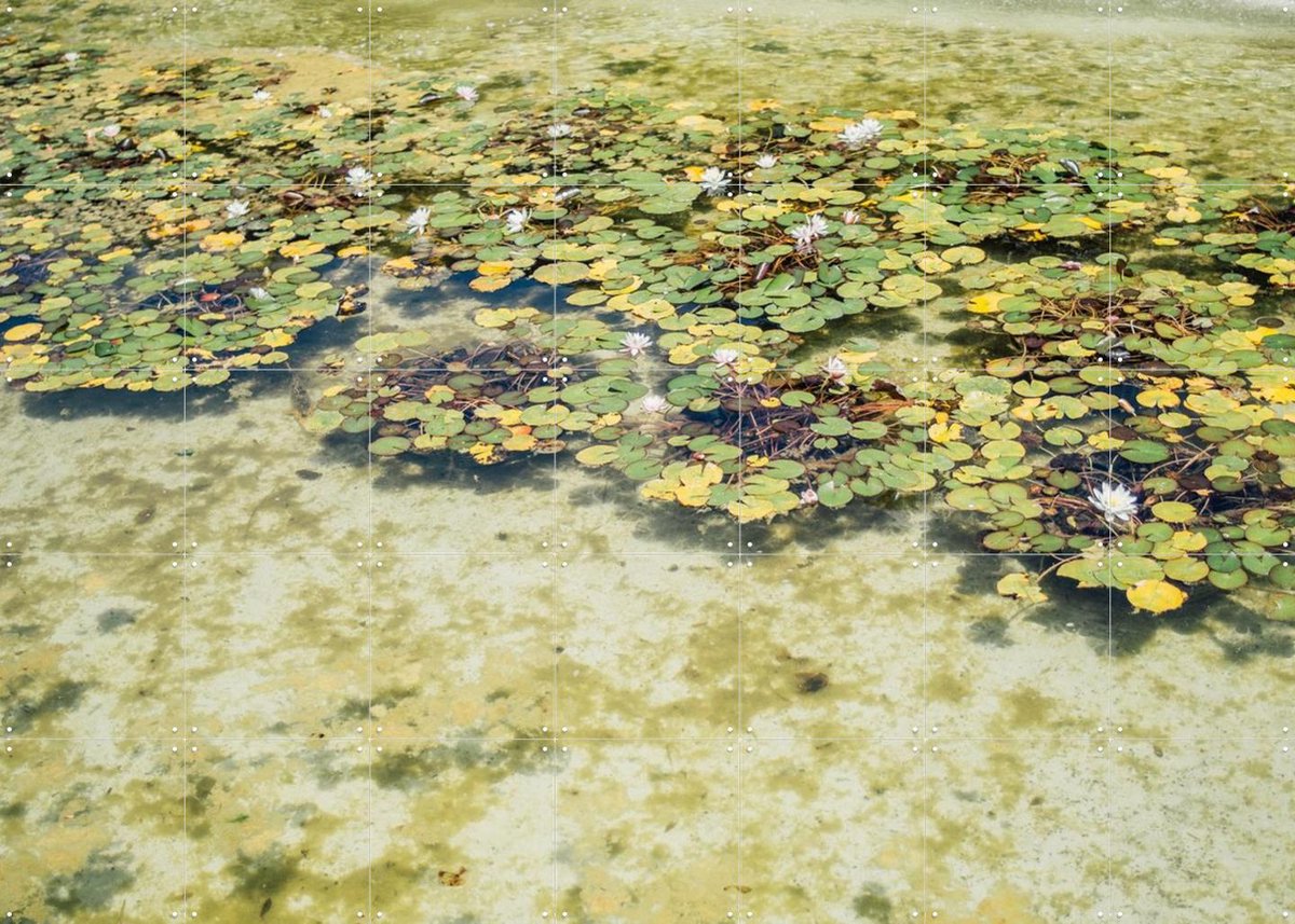 IXXI Green Water Lilies, Pati Photography - 140 x 100 cm - Gratis ophangtool - Grote wanddecoratie en posters - Fotografie, Naturalisme, Eetkamer
