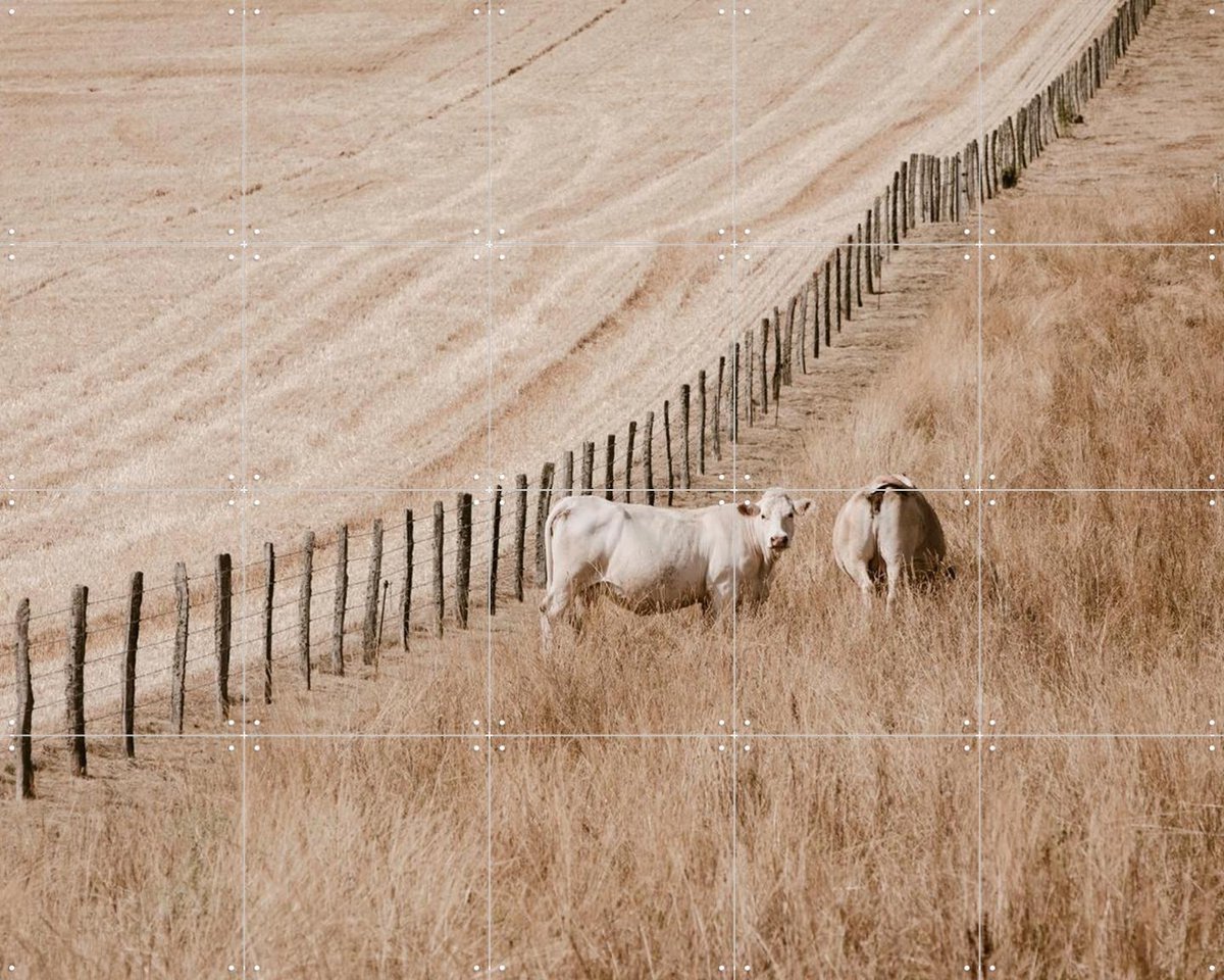 IXXI Cows on the Hill, Claire Droppert - 100 x 80 cm - Gratis ophangtool - Grote wanddecoratie en posters - Naturalisme, Fotografie, Realisme