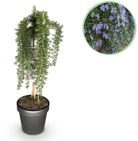 Rosemary plant on a stick in a grey pot, with a close-up of purple flowers.