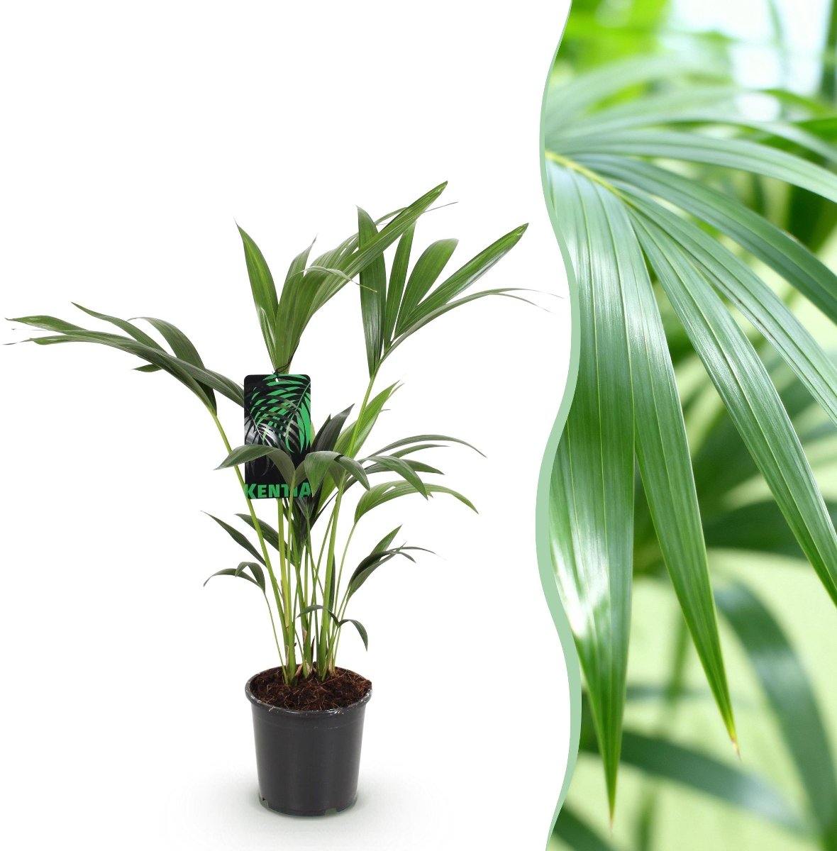 Green boutiQ - Kamerplant - Howea Forsteriana - Kentia Palm - Weinig Onderhoud - Groen - 1 plant - Pot 17cm - Hoogte 70-75cm