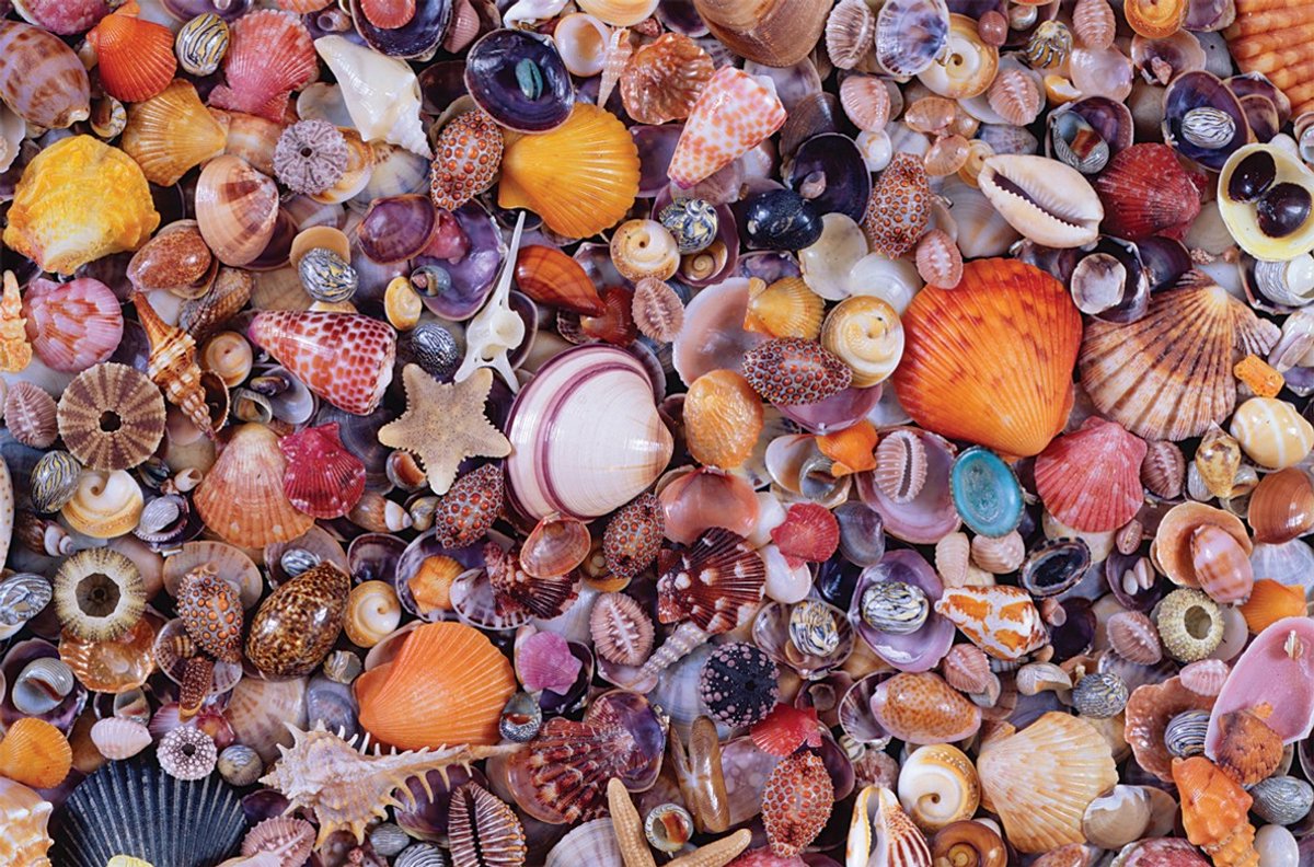 Piatnik puzzel schelpen - legpuzzel 1000 stukjes karton volwassenen.